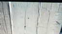 Figure 5. Checks in wood plank.