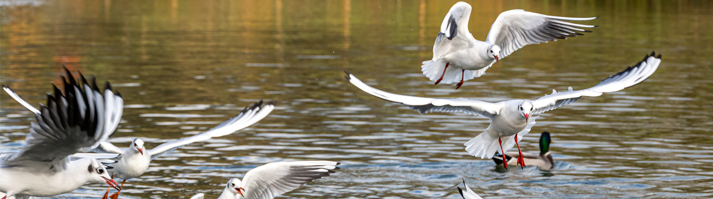 Birds on waterfront