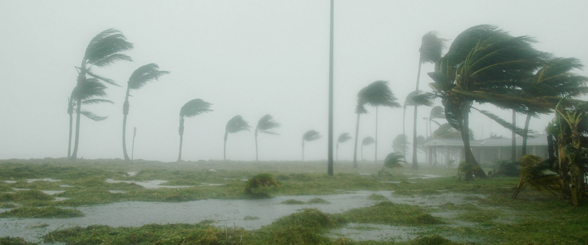 Palm trees and a building in a hurricane