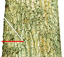 Conventional Cut 2