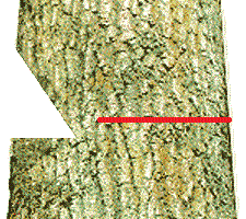 Conventional Cut 3