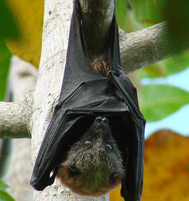 Fruit Bat
