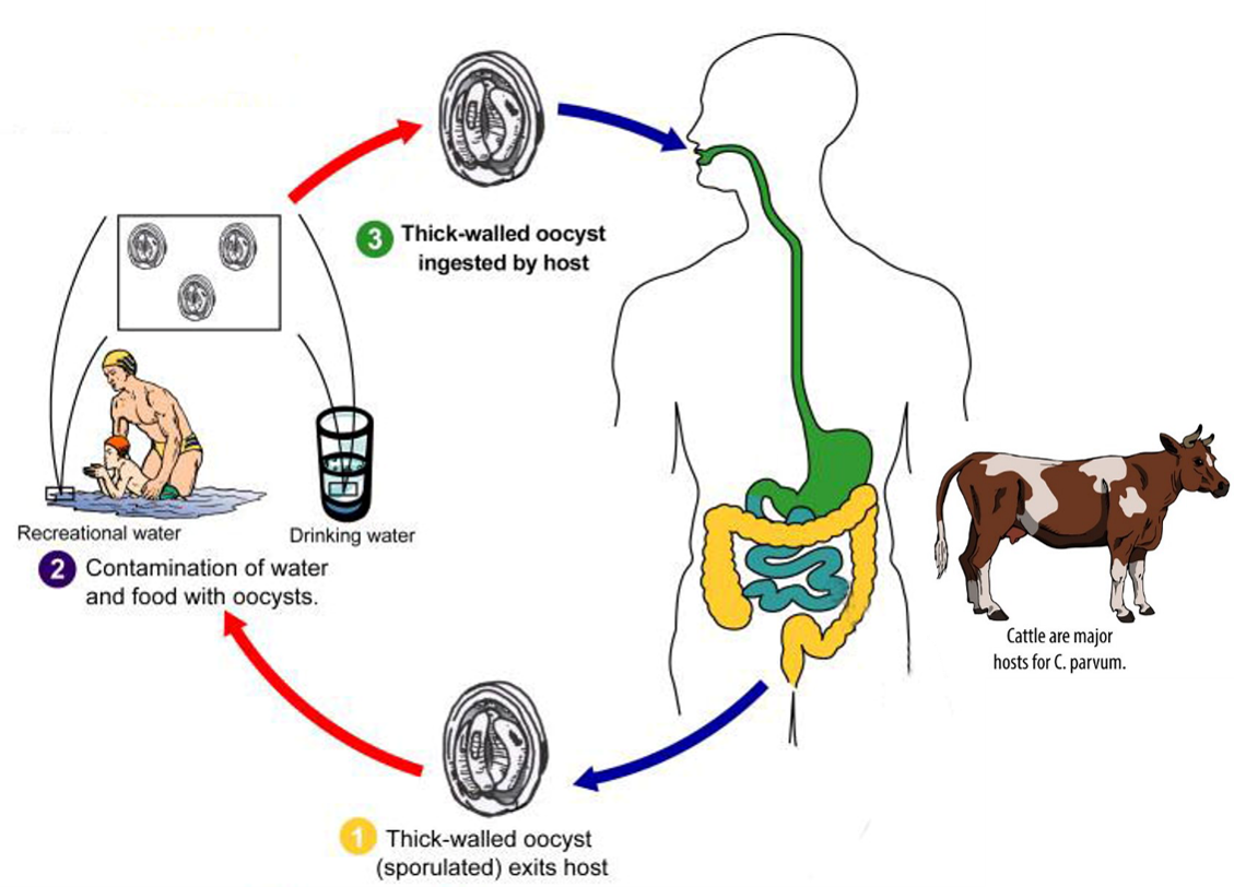 Figure 1. Life cycles of two common foodborne parasitic diseases in the United States