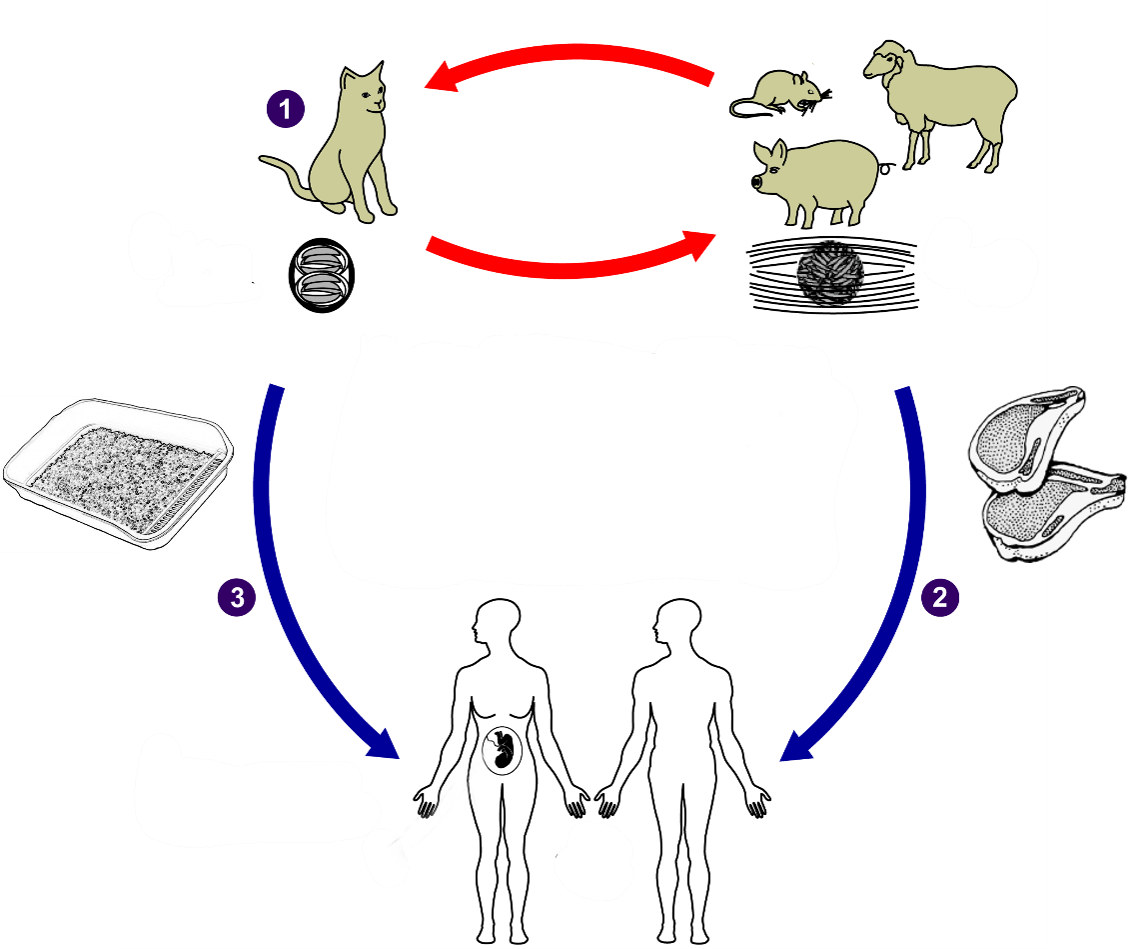 Toxoplasma gondii