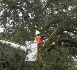 Line-clearance tree trimming