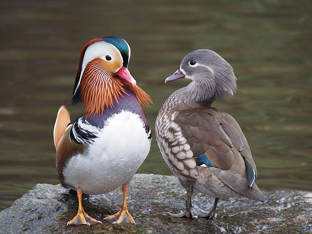 Globally, avian influenza viruses (AIVs) have been isolated from more than 100 different wild bird species, including in samples collected from Mandarin ducks like those pictured here. While avian influenza outbreaks often start in Asia and the Middle East, surveillance indicates that AIVs are routinely present in wild bird populations in the U.S., as well. Francis C. Franklin/CCPL via Wikimedia Commons.