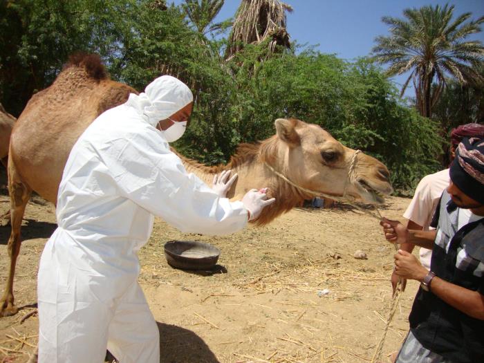 A veterinarian collects a blood sample from a camel during an investigation into the first reported MERS-CoV case in Haramout, Yemen.   Photo Credit: CDC/Awadh Mohammed Ba Saleh