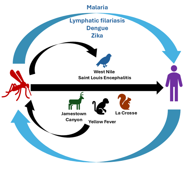 Alt text: Figure 1 is showing mosquito-borne disease transmission pathways using colored arrows and animal icons. The text description is below the figure.