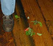 Food spill on floor