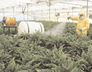 Chemical spray