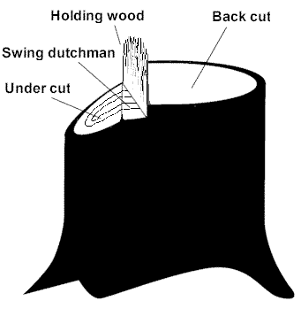 eTool : Logging - Manual Operations - Felling Trees - Making the Cuts -  Special Techniques for Felling Difficult Trees - Unacceptable Practices for  Felling Difficult Trees