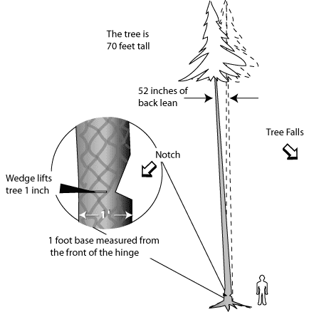 eTool : Logging - Manual Operations - Felling Trees - Identifying the  Appropriate Felling Direction - Wedges