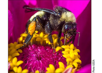 Bee on Flower