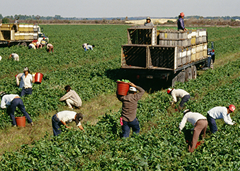 Farm Workers