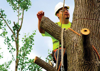 Tree Care Work