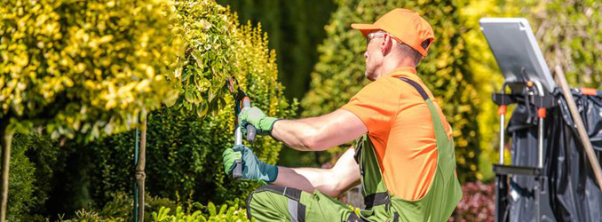 Landscaper trimming hedge bushes